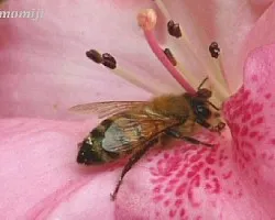 Abeja