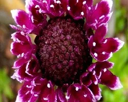 Cephalaria gigantea