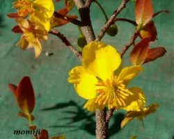 Flor Ochna multiflora