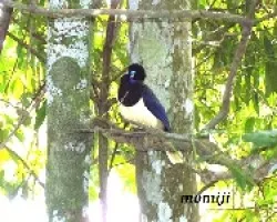 Urraca
