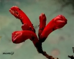 Bignonia atacada