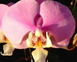 Orquidea