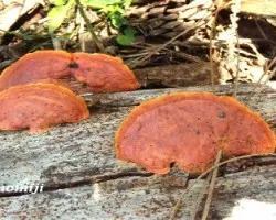 Naranjas