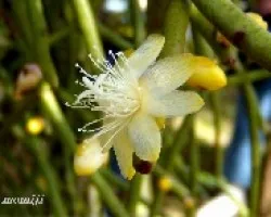 Flor de rhipsalis