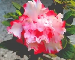 Azalea