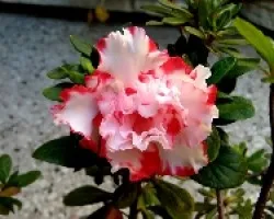 AZALEA