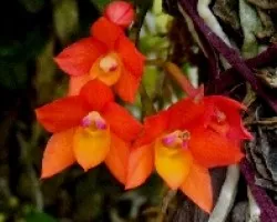 Sophronitis cernua