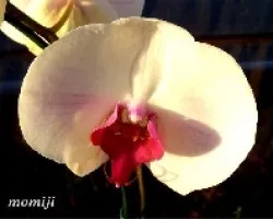 Phalaenopsis