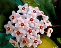 Hoya carnosa