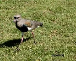 Tero