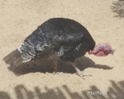 Pavo