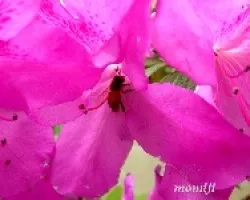 Otra abeja