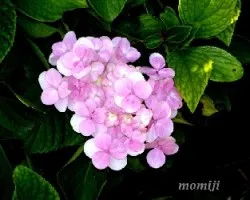 Hydrangea