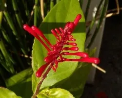 Odontonema stricta