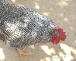 Gallo bataraz