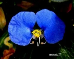 Trasdescantia