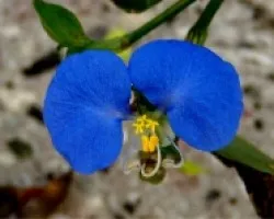 Trasdescantia