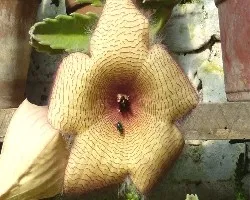 Mosca en Stapelia gigantea