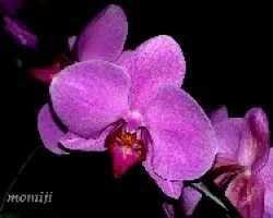 Phalaenopsis