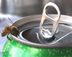 Otra abeja