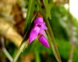 Isochilus linearis
