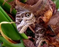 Ojos
