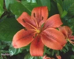 Lilium