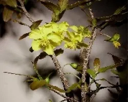 Otra Ochna multiflora