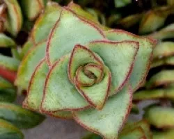 Crassa reticulata