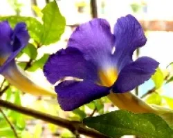 thunbergia erecta