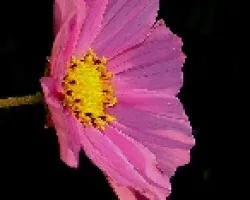 Cosmos