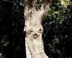 Tiene cara