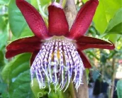 Passiflora quadrangularis