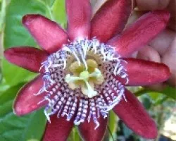 Otra passiflora