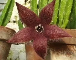 Stapelia grandiflora