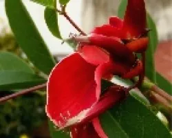 Flor nacional