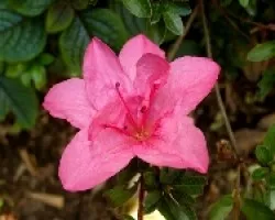 Azalea