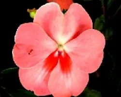 Impatiens