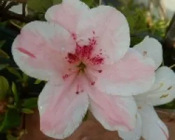 Azalea