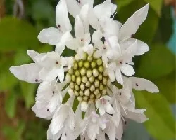 Cephalaria gigantea
