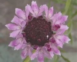 OTRA Cephalaria gigante