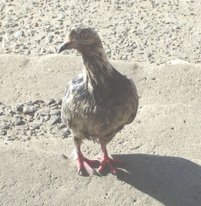 Foto
