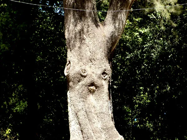 Foto