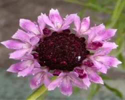 Cephalaria gigantea