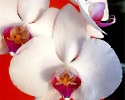 Phalaenopsis