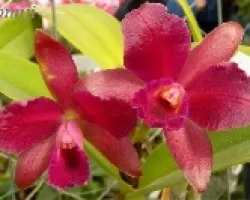 Rojas