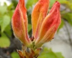 Azalea