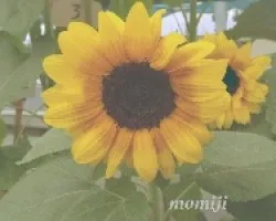 Helianthus