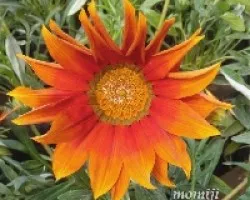 Gazania