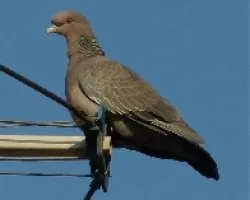 Paloma